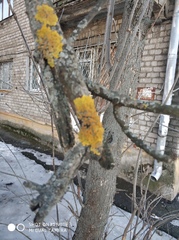 Xanthoria parietina