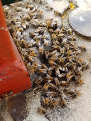 Apis mellifera