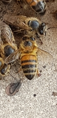 Apis mellifera