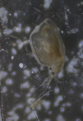 Simocephalus mixtus
