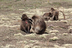Theropithecus gelada