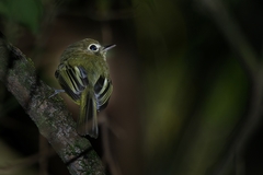 Hemitriccus orbitatus