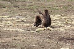 Theropithecus gelada