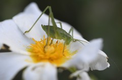 Odontura glabricauda