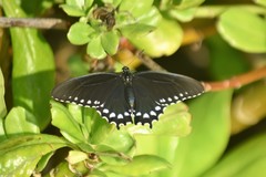 Battus philenor acauda