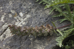 Pedicularis olgae