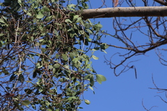 Struthanthus interruptus