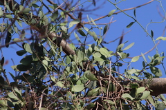 Struthanthus interruptus