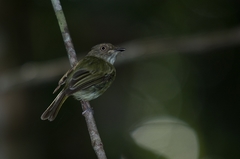 Lophotriccus galeatus