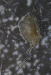 Simocephalus mixtus