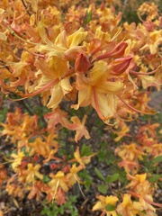 Rhododendron calendulaceum