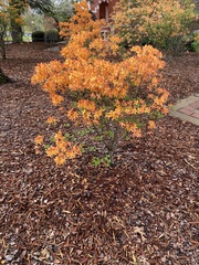 Rhododendron calendulaceum