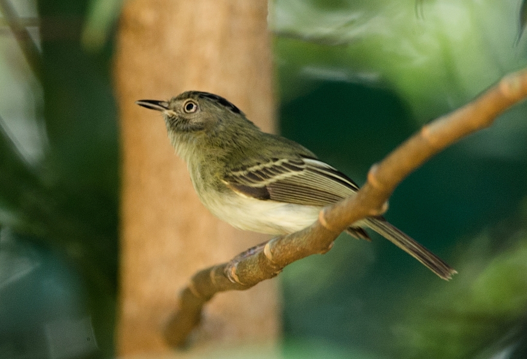 Cimerillo Bilistado, Lophotriccus vitiosus