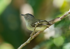 Lophotriccus vitiosus