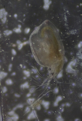 Simocephalus mixtus