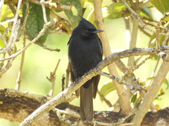 Knipolegus lophotes