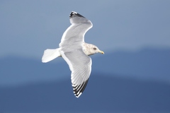 Larus glaucoides thayeri