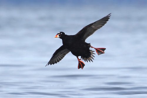 Surf Scoter, photo 4 of 9