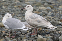 Larus glaucescens × hyperboreus