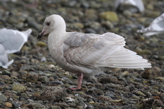 Larus glaucescens × hyperboreus