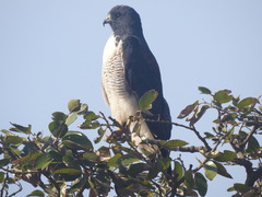 Knipolegus lophotes