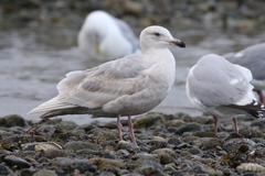 Larus glaucescens × hyperboreus