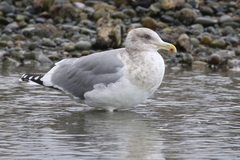 Larus argentatus × glaucescens