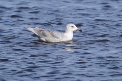 Larus glaucescens × hyperboreus
