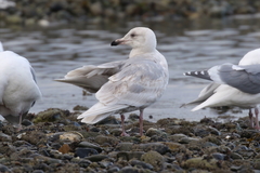 Larus glaucescens × hyperboreus