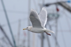 Larus glaucescens × hyperboreus