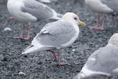 Larus glaucescens × hyperboreus