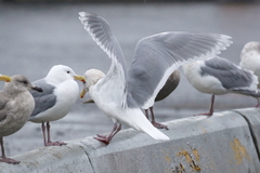 Larus glaucescens × hyperboreus