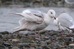 Larus glaucescens × hyperboreus