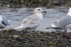 Larus glaucescens × hyperboreus