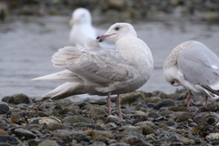 Larus glaucescens × hyperboreus