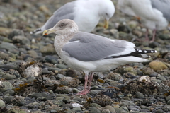 Larus argentatus × glaucescens
