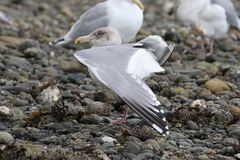 Larus argentatus × glaucescens