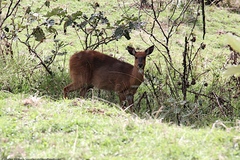 Tragelaphus sylvaticus meneliki