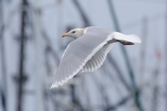 Larus glaucescens × hyperboreus