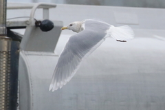 Larus glaucescens × hyperboreus