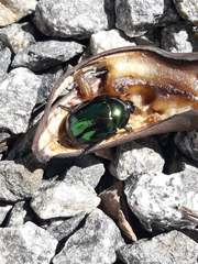 Lagochile emarginata