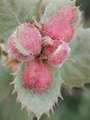 Plagiotrochus quercusilicis