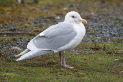 Larus glaucescens × hyperboreus