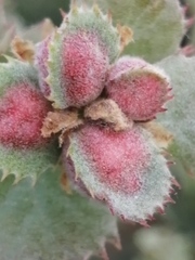 Plagiotrochus quercusilicis