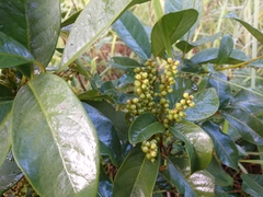 Cybianthus detergens