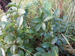 Cybianthus detergens