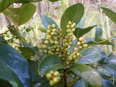 Cybianthus detergens