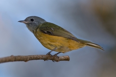 Mionectes rufiventris