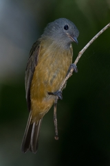 Mionectes rufiventris