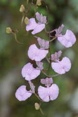 Comparettia macroplectron